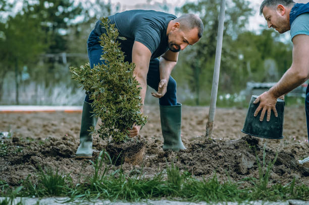 Best Lawn Grading and Leveling  in Imperial Beach, CA