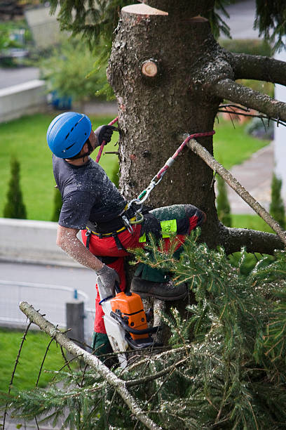 Best Hedge Trimming  in Imperial Beach, CA