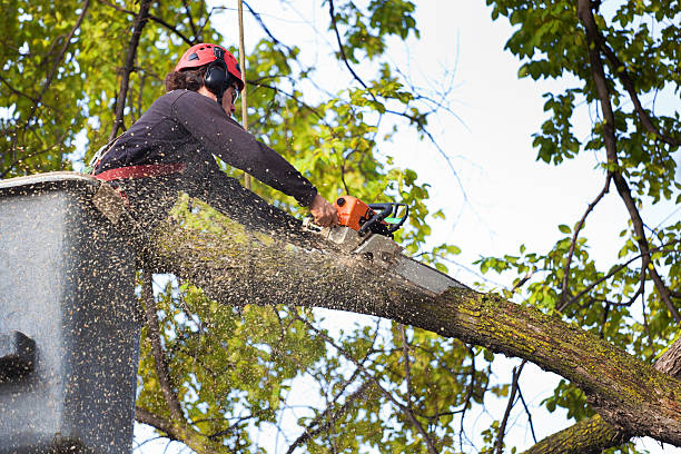  Imperial Beach, CA Tree Care Services Pros